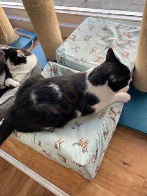 The Cosy Cat Cafe