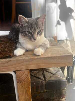 The Cosy Cat Cafe