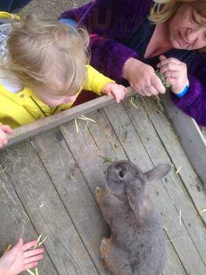 The Greedy Pig Cafe And Tea Room