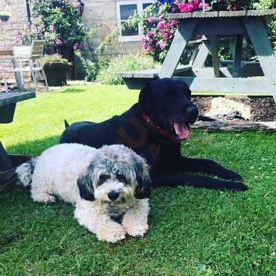 The Old Ham Tree Inn