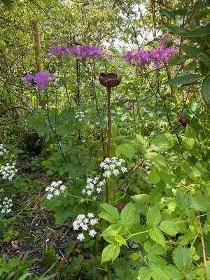 Beanstalk Tea Garden