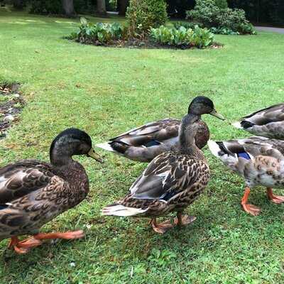 Stanhill Court Hotel