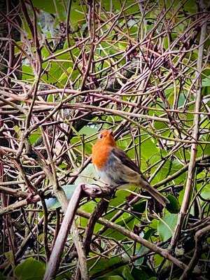 Quarr Abbey Tea And Farm Shop
