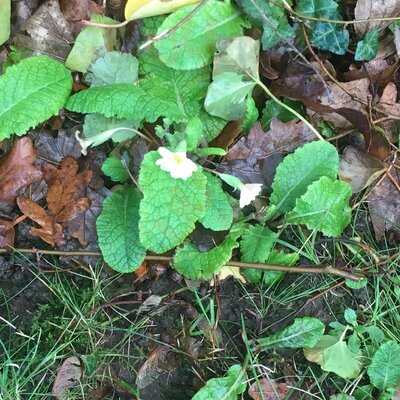 Puckpool Tea Gardens