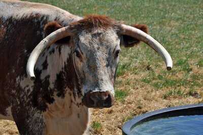 Eye Kettleby Lakes Tea Room