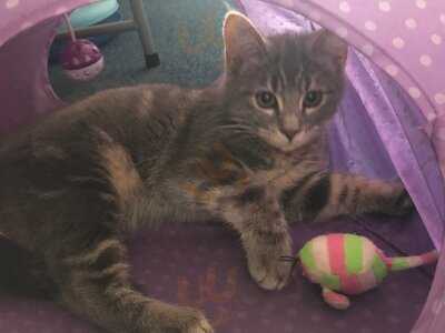 Cool For Cats Cafe