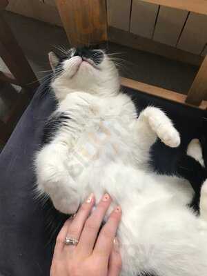Cool For Cats Cafe