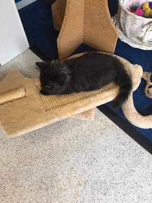 Cool For Cats Cafe