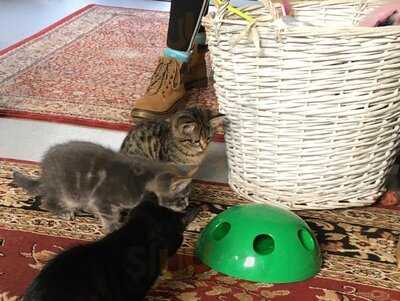Cool For Cats Cafe