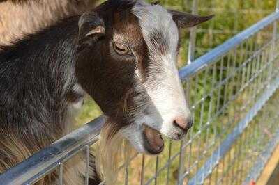 Larkstone Family Restaurant And Leisure Park