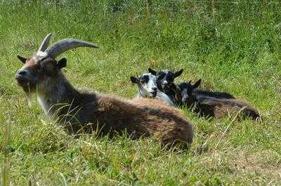 Larkstone Family Restaurant And Leisure Park
