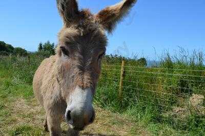 Larkstone Family Restaurant And Leisure Park