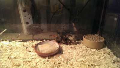 Stowaways Restaurant