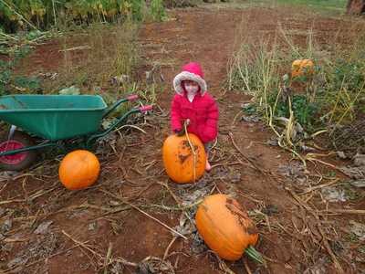 Storms Burgers And Beverages