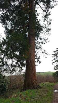 National Trust Knightshayes
