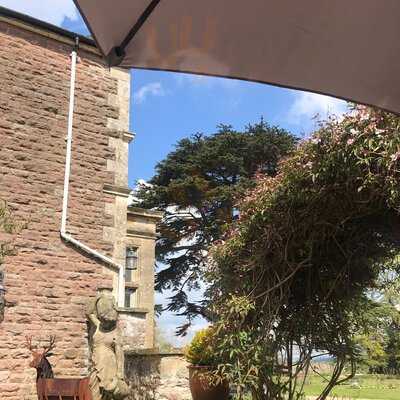 The Cedar Tree At Glewstone Court