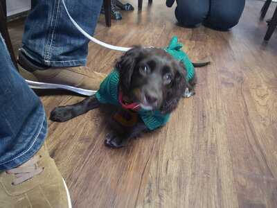 The Independent Coffee Trader