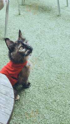 The Donut Hut Shanklin