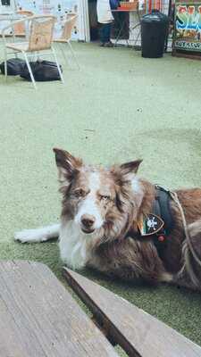 The Donut Hut Shanklin