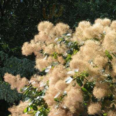 Restaurant & Cafes At Sir Harold Hillier Gardens