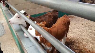 Moo's Cafe At Wellybobs Farm Park