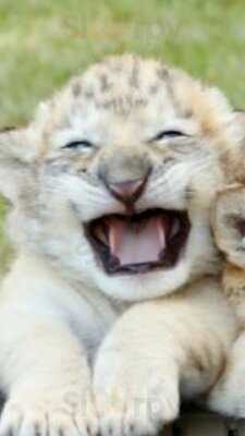 Newport Fish & Chips