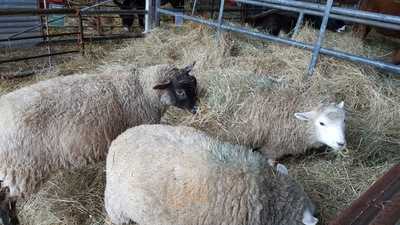 East Farm Christmas Cafe