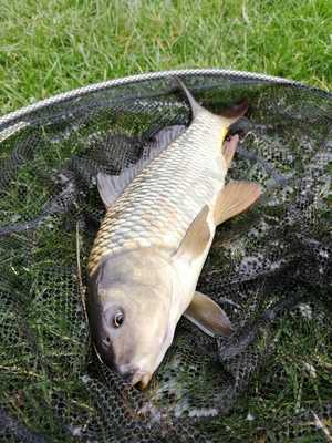 Manvell Farm Tearoom & Fisheries