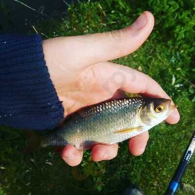 Manvell Farm Tearoom & Fisheries