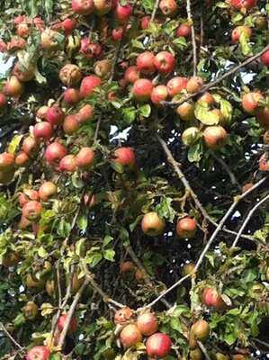 Riverhill Courtyard Restaurant & Bar