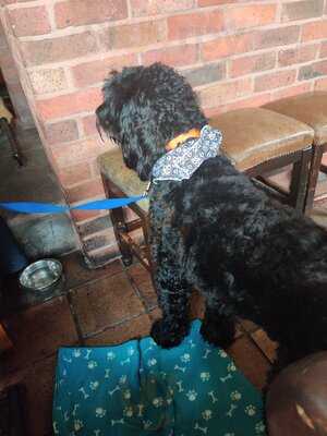 The Swan With Two Necks