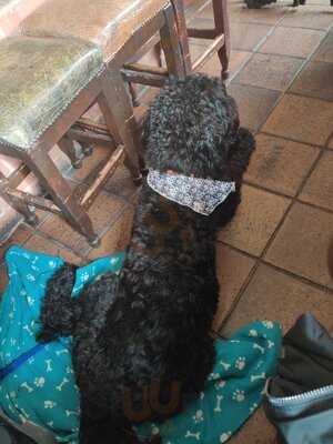 The Swan With Two Necks