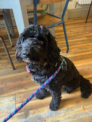 Boston Tea Party Honiton