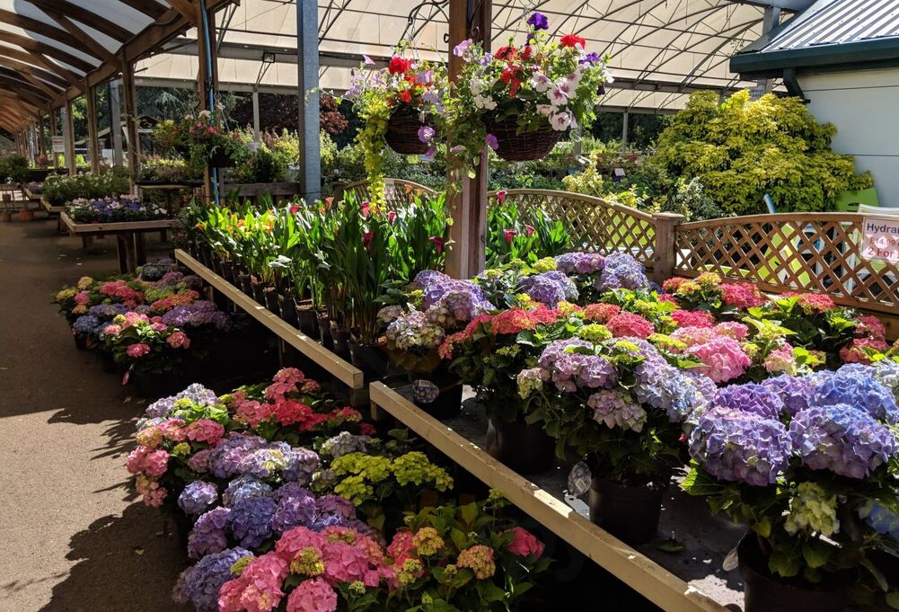 Avenue Nurseries Garden Centre