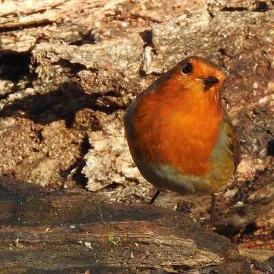 Kingfisher Cafe At The Wolseley Centre