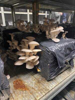 Forest Fungi/ The Farm Shop