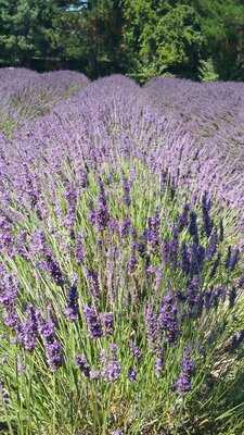 Sprigs Cafe At Jersey Lavender