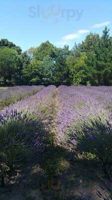 Sprigs Cafe At Jersey Lavender