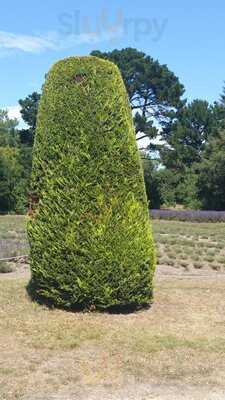 Sprigs Cafe At Jersey Lavender