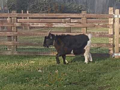 The Traveller's Friend