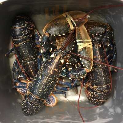 Alberello Italian Restaurant