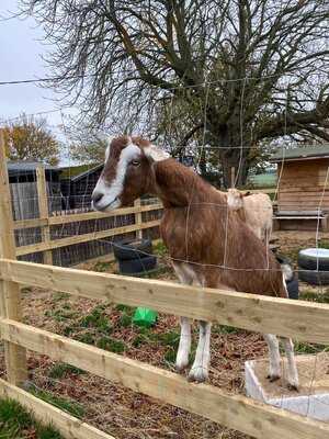 The Extraordinary Hare