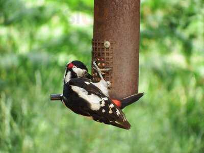 The Garden Cafe At Hillers
