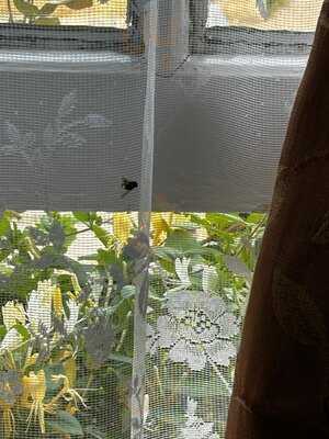 The Crown And Trumpet Inn