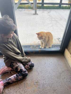The Moody Cow Farm Shop And Welsh Bistro