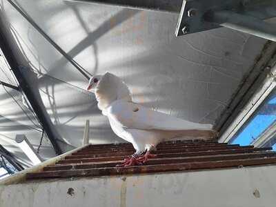 Radway Green Garden Centre Cafe