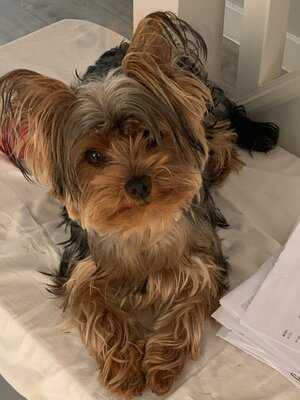 Willow Farm Table Table