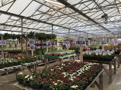Hockley Market Garden Centre