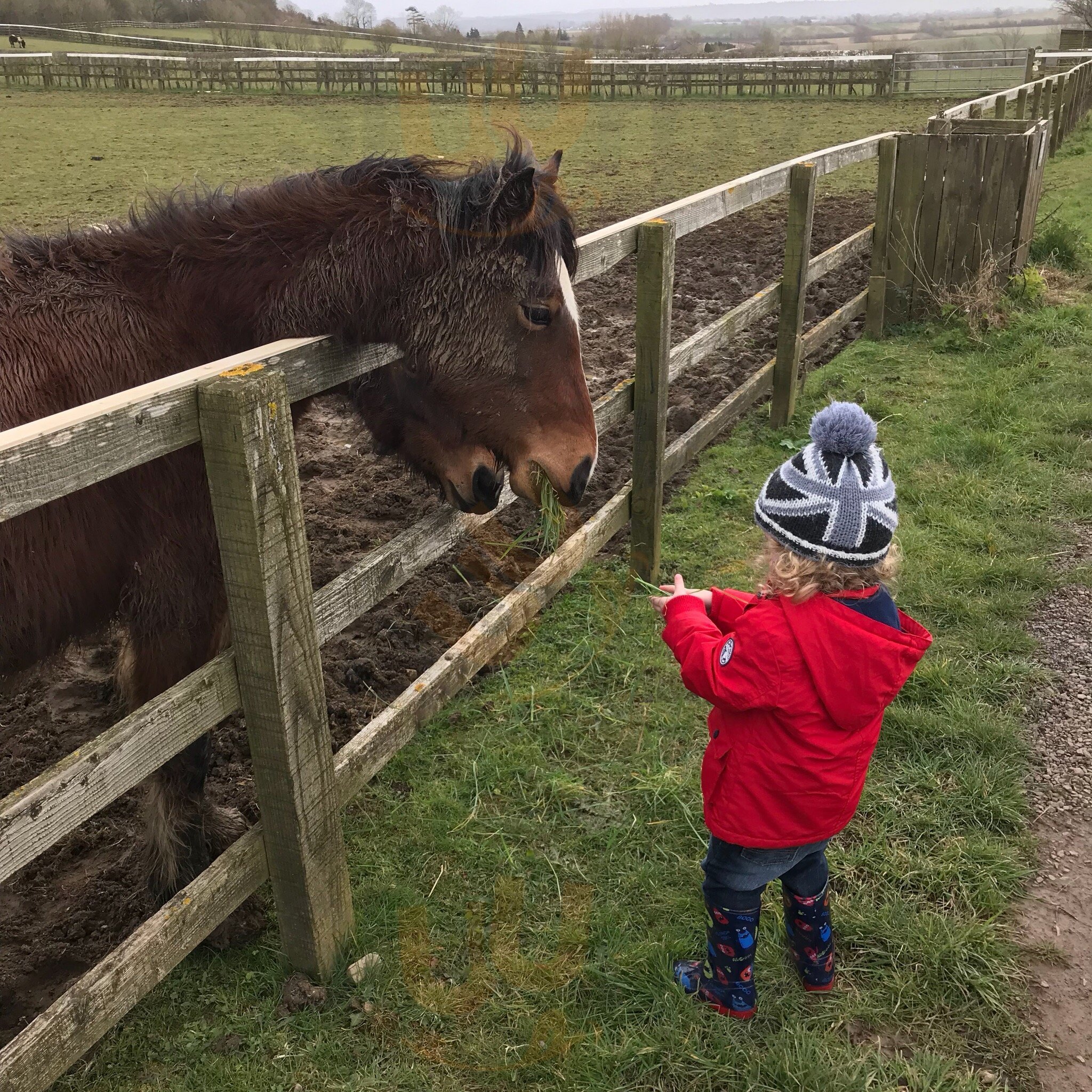 World Horse Welfare Glenda Spooner Farm