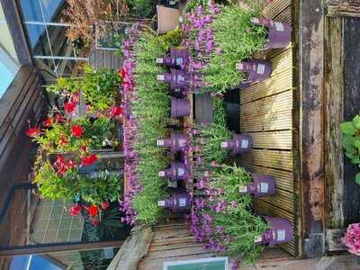 Ransoms Tearoom And Restaurant